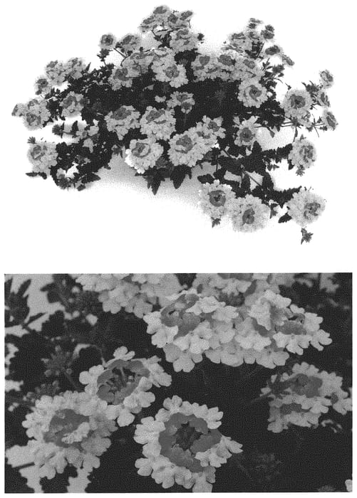Figure 1 of US plant patent PP32683, the photograph of RIKAV52102 printed in the patent.