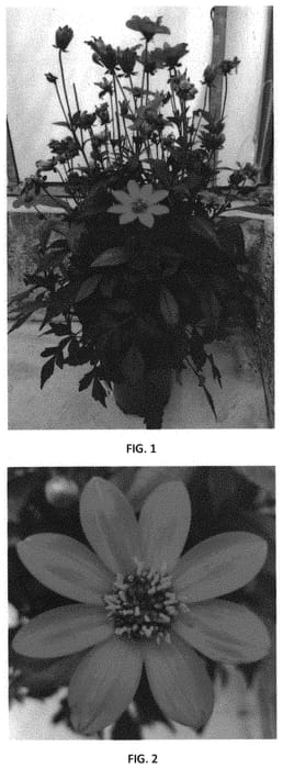 Figure 1 of US plant patent PP32684, the photograph of DAHZ0036 printed in the patent.