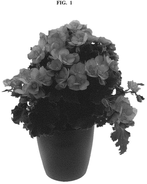 Figure 1 of US plant patent PP32685, the photograph of BKPBEMCRS printed in the patent.
