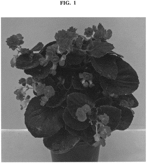 Figure 1 of US plant patent PP32686, the photograph of Legdblred printed in the patent.
