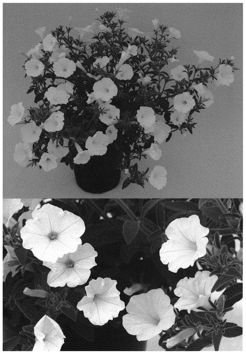 Figure 1 of US plant patent PP32687, the photograph of BBTUN04401 printed in the patent.