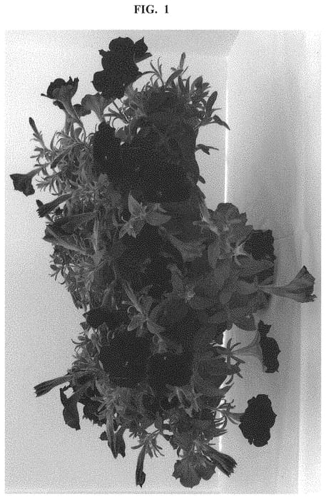 Figure 1 of US plant patent PP32688, the photograph of BBTUN10102 printed in the patent.