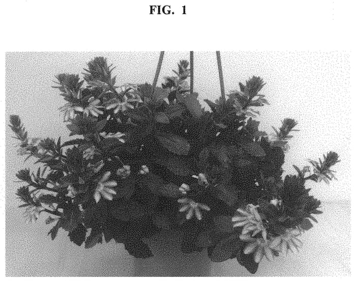 Figure 1 of US plant patent PP32689, the photograph of DSCAWINDST printed in the patent.