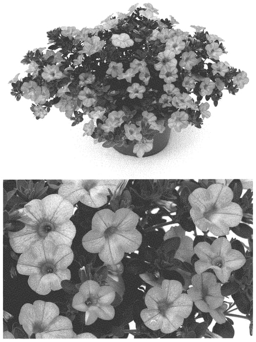Figure 1 of US plant patent PP32690, the photograph of BBCAL91303 printed in the patent.