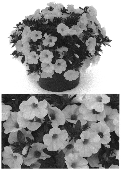 Figure 1 of US plant patent PP32691, the photograph of INCALCOWHI printed in the patent.