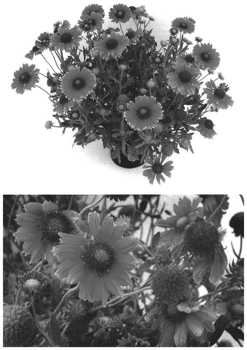 Figure 1 of US plant patent PP32692, the photograph of G15272 printed in the patent.