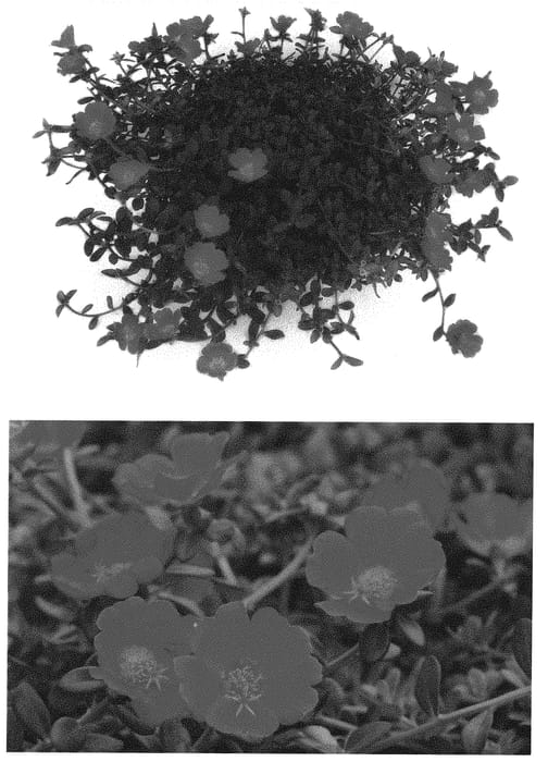 Figure 1 of US plant patent PP32693, the photograph of POR16000 printed in the patent.