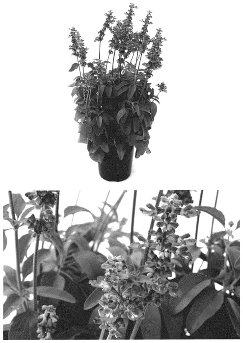 Figure 1 of US plant patent PP32694, the photograph of BBSAL01301 printed in the patent.