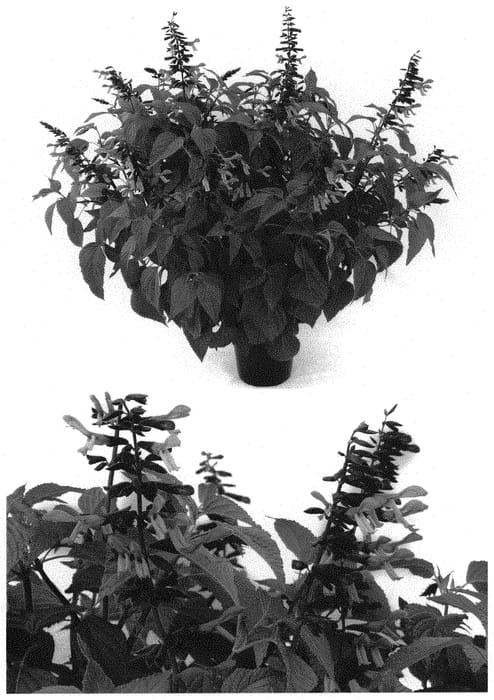 Figure 1 of US plant patent PP32695, the photograph of G14251 printed in the patent.