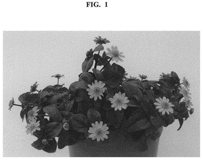 Figure 1 of US plant patent PP32696, the photograph of DSANTALG printed in the patent.