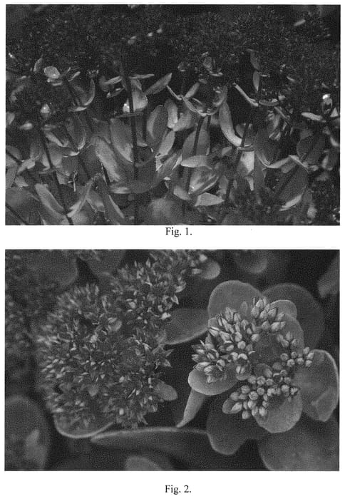 Figure 1 of US plant patent PP32697, the photograph of Sunset Boulevard printed in the patent.