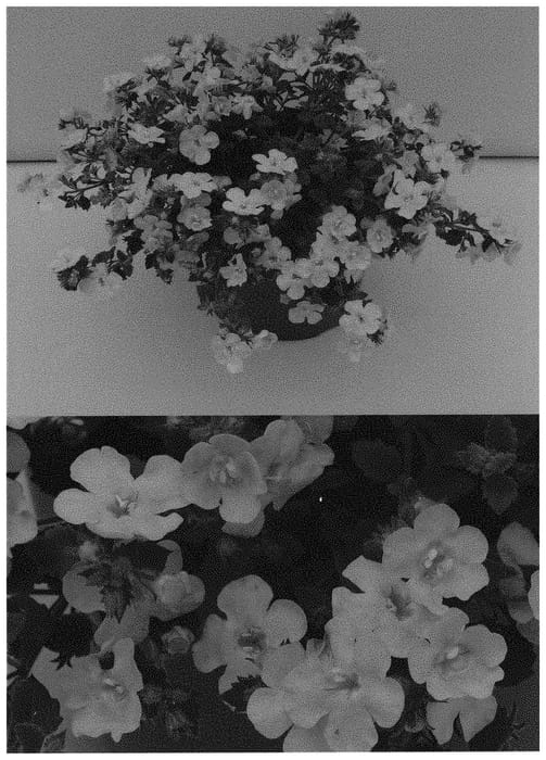 Figure 1 of US plant patent PP32698, the photograph of WINSUSNOGL printed in the patent.