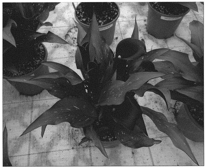 Figure 1 of US plant patent PP32699, the photograph of Dozanmaca printed in the patent.
