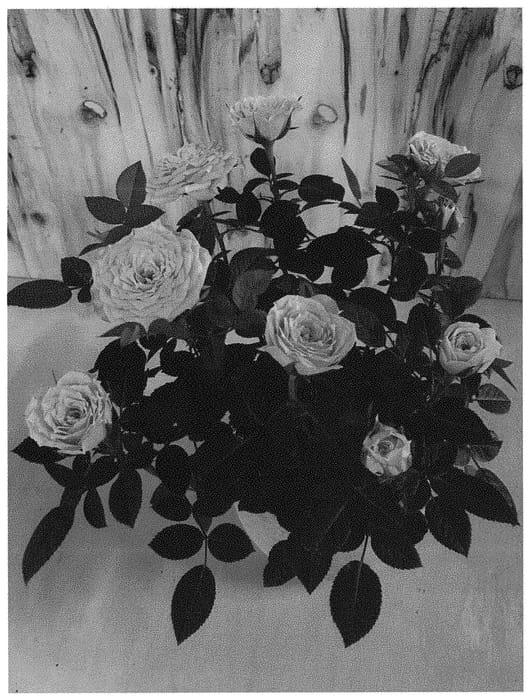 Figure 1 of US plant patent PP32700, the photograph of KORpot094 printed in the patent.