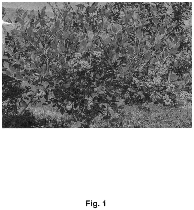 Figure 1 of US plant patent PP32701, the photograph of ZZ04115 printed in the patent.