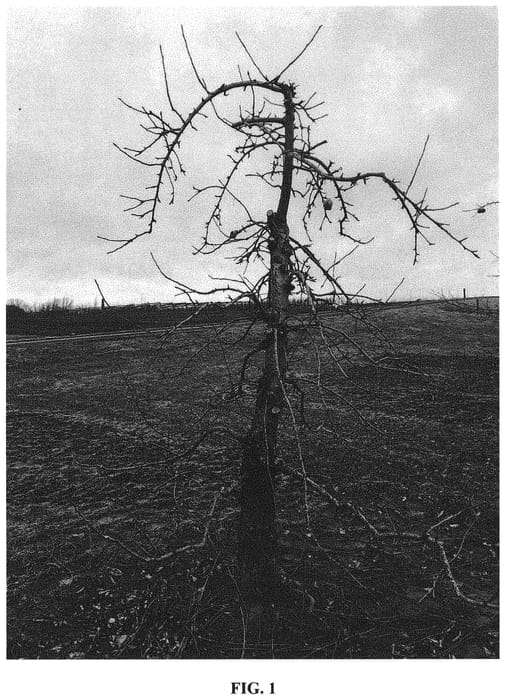 Figure 1 of US plant patent PP32702, the photograph of NY73 printed in the patent.