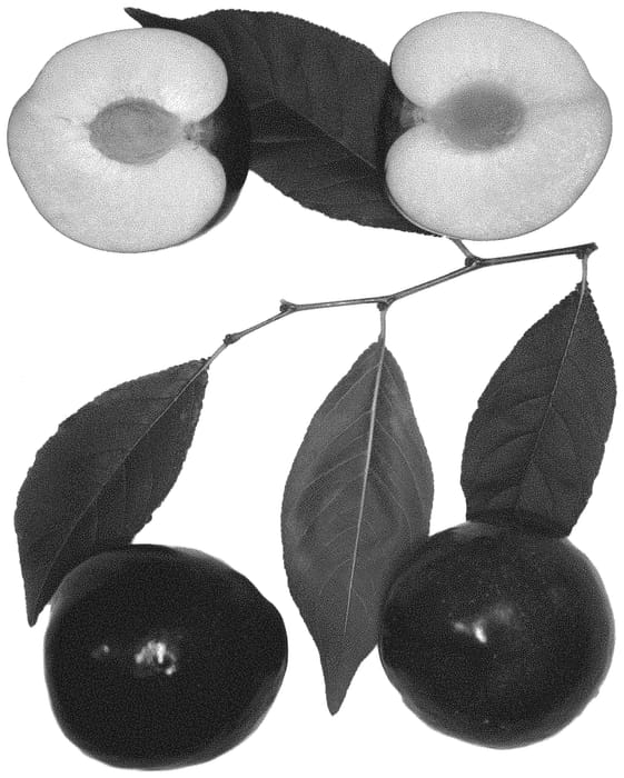 Figure 1 of US plant patent PP32703, the photograph of Flavorzee-290 printed in the patent.