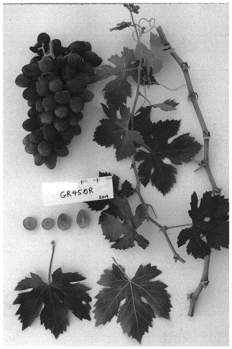 Figure 1 of US plant patent PP32704, the photograph of Sugrafiftynine printed in the patent.