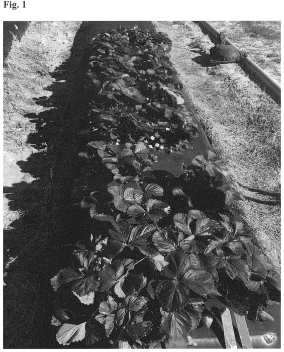 Figure 1 of US plant patent PP32705, the photograph of NCS 10-038 printed in the patent.