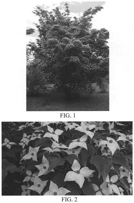 Figure 1 of US plant patent PP32706, the photograph of Melissa's Mountain Snowfall printed in the patent.