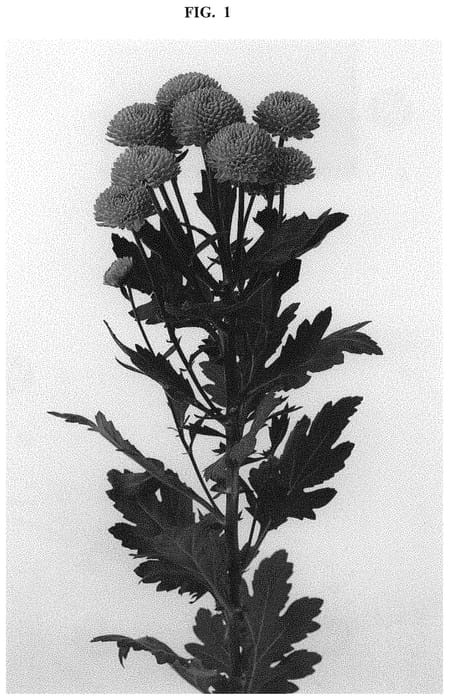 Figure 1 of US plant patent PP32707, the photograph of DLFALLI5 printed in the patent.