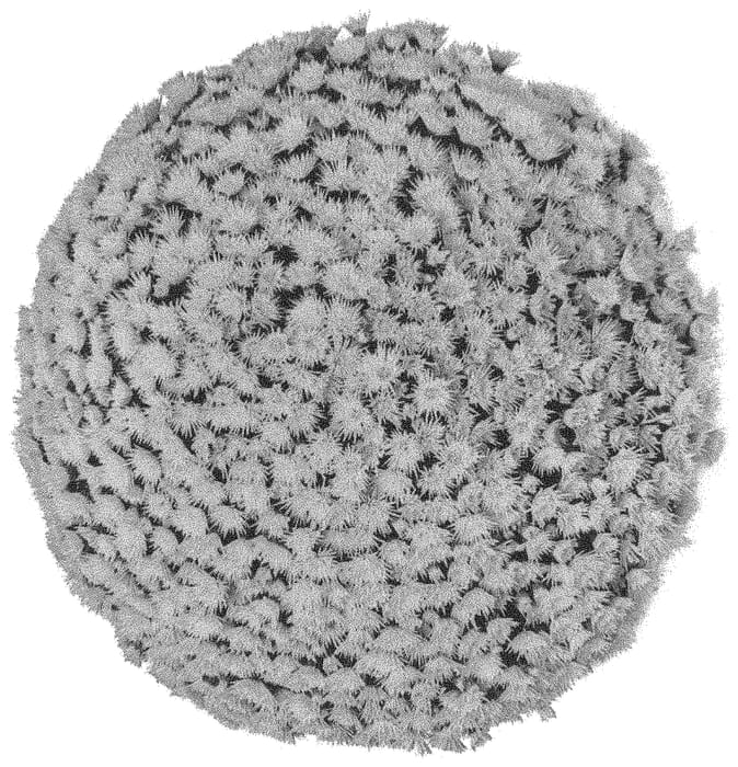 Figure 1 of US plant patent PP32708, the photograph of G21POS04YE printed in the patent.