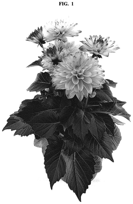 Figure 1 of US plant patent PP32709, the photograph of BKDAMFPBC printed in the patent.