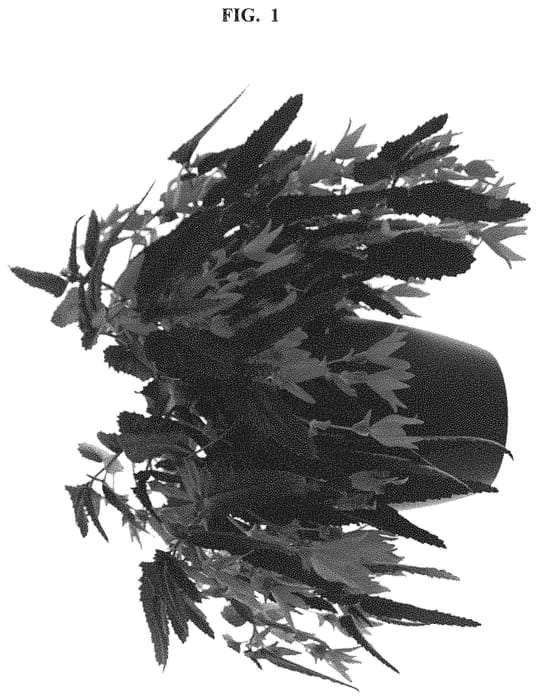 Figure 1 of US plant patent PP32710, the photograph of BKPBEBVDS printed in the patent.