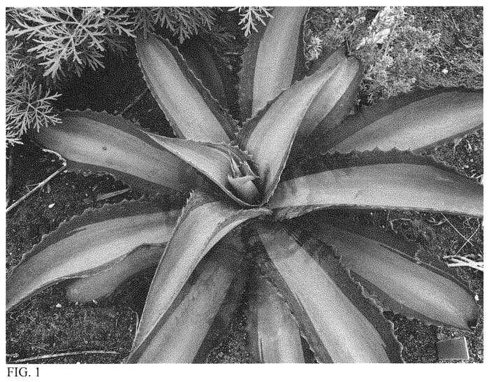 Figure 1 of US plant patent PP32711, the photograph of Queen for a Day printed in the patent.