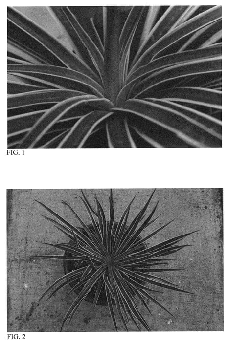 Figure 1 of US plant patent PP32712, the photograph of Wigging Out printed in the patent.