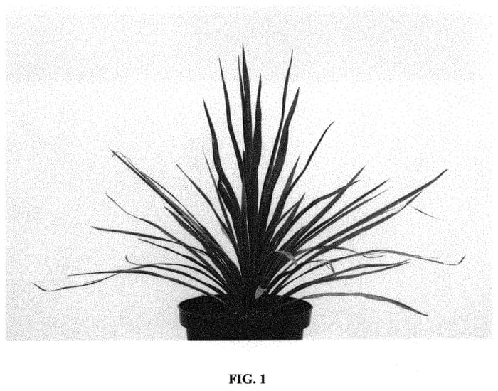 Figure 1 of US plant patent PP32713, the photograph of FILIRESTA printed in the patent.