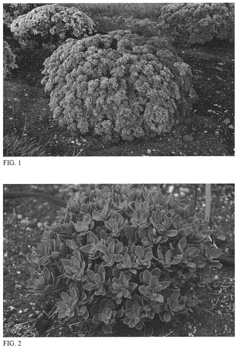 Figure 1 of US plant patent PP32714, the photograph of Powderpuff printed in the patent.