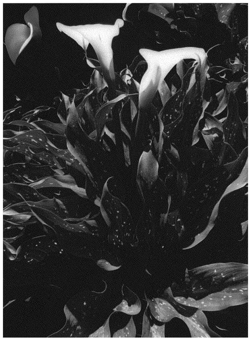 Figure 1 of US plant patent PP32715, the photograph of A405 printed in the patent.