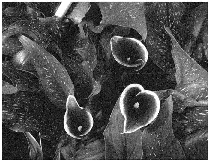 Figure 1 of US plant patent PP32716, the photograph of Dubai Nights printed in the patent.