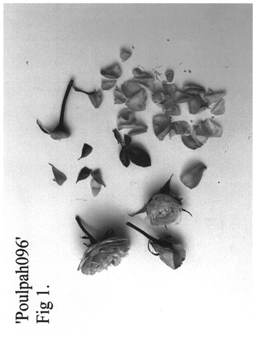 Figure 1 of US plant patent PP32717, the photograph of Poulpah096 printed in the patent.
