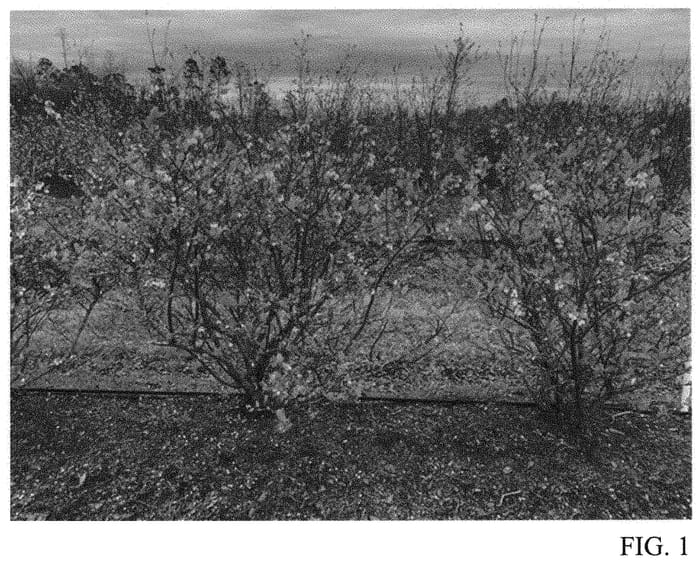 Figure 1 of US plant patent PP32718, the photograph of TH-1334 printed in the patent.