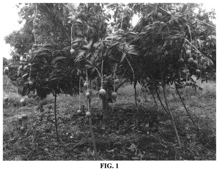 Figure 1 of US plant patent PP32719, the photograph of Magriver printed in the patent.