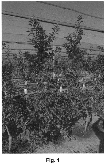 Figure 1 of US plant patent PP32720, the photograph of HOT84A1 printed in the patent.