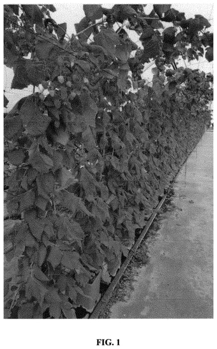 Figure 1 of US plant patent PP32721, the photograph of BWPRASP01 printed in the patent.