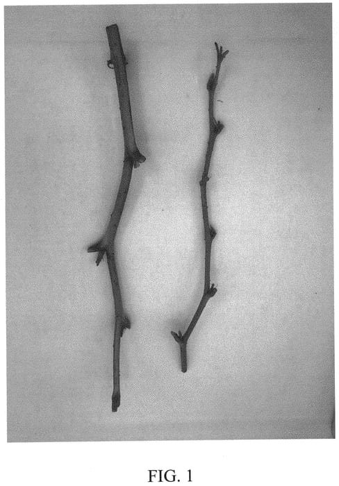 Figure 1 of US plant patent PP32722, the photograph of DrisRaspSeventeen printed in the patent.