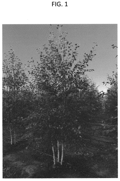 Figure 1 of US plant patent PP32723, the photograph of STN-01 printed in the patent.