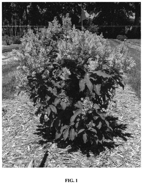 Figure 1 of US plant patent PP32724, the photograph of Jeftini printed in the patent.