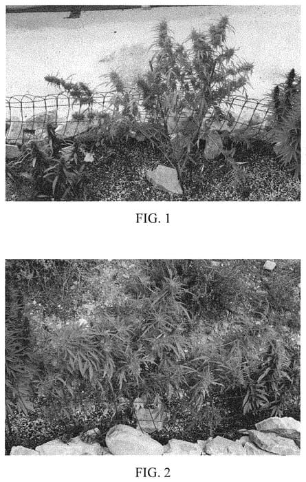 Figure 1 of US plant patent PP32725, the photograph of PAN2020 printed in the patent.