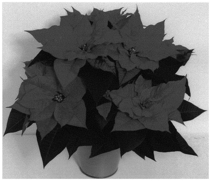 Figure 1 of US plant patent PP32726, the photograph of NPCW19282 printed in the patent.