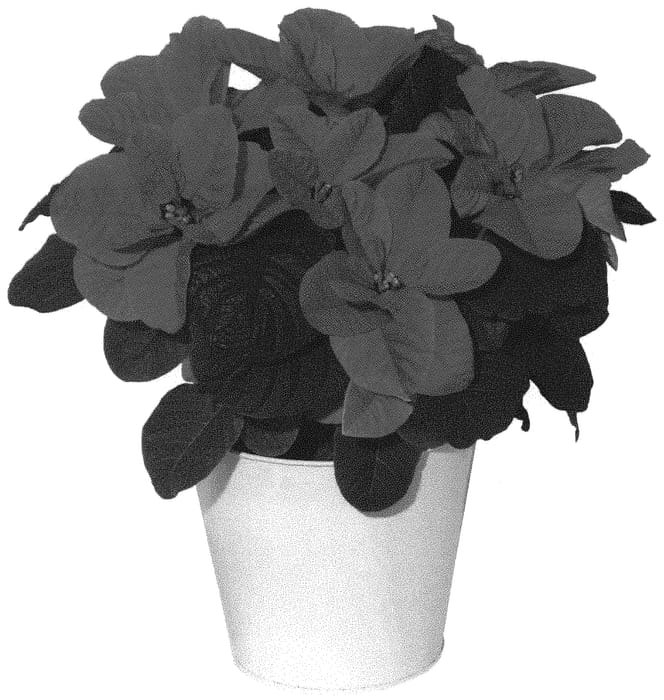 Figure 1 of US plant patent PP32727, the photograph of NPCW19280 printed in the patent.