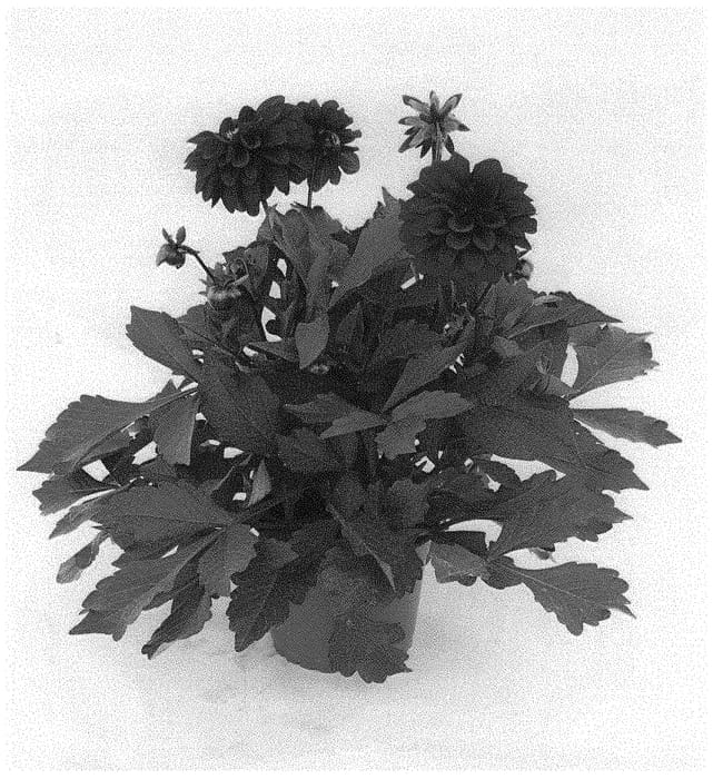 Figure 1 of US plant patent PP32728, the photograph of KLEDH18119 printed in the patent.