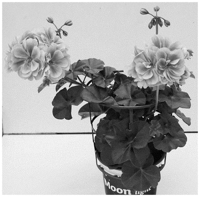 Figure 1 of US plant patent PP32729, the photograph of KLEPP20294 printed in the patent.