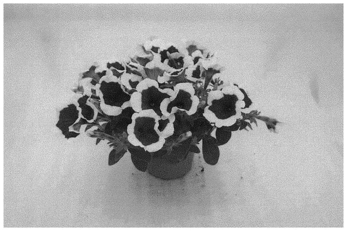 Figure 1 of US plant patent PP32730, the photograph of KLEPH19120 printed in the patent.