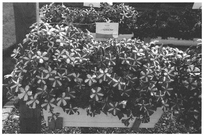 Figure 1 of US plant patent PP32731, the photograph of KLEPH19198 printed in the patent.