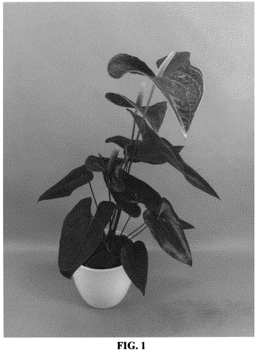 Figure 1 of US plant patent PP32732, the photograph of ANTHETELI printed in the patent.